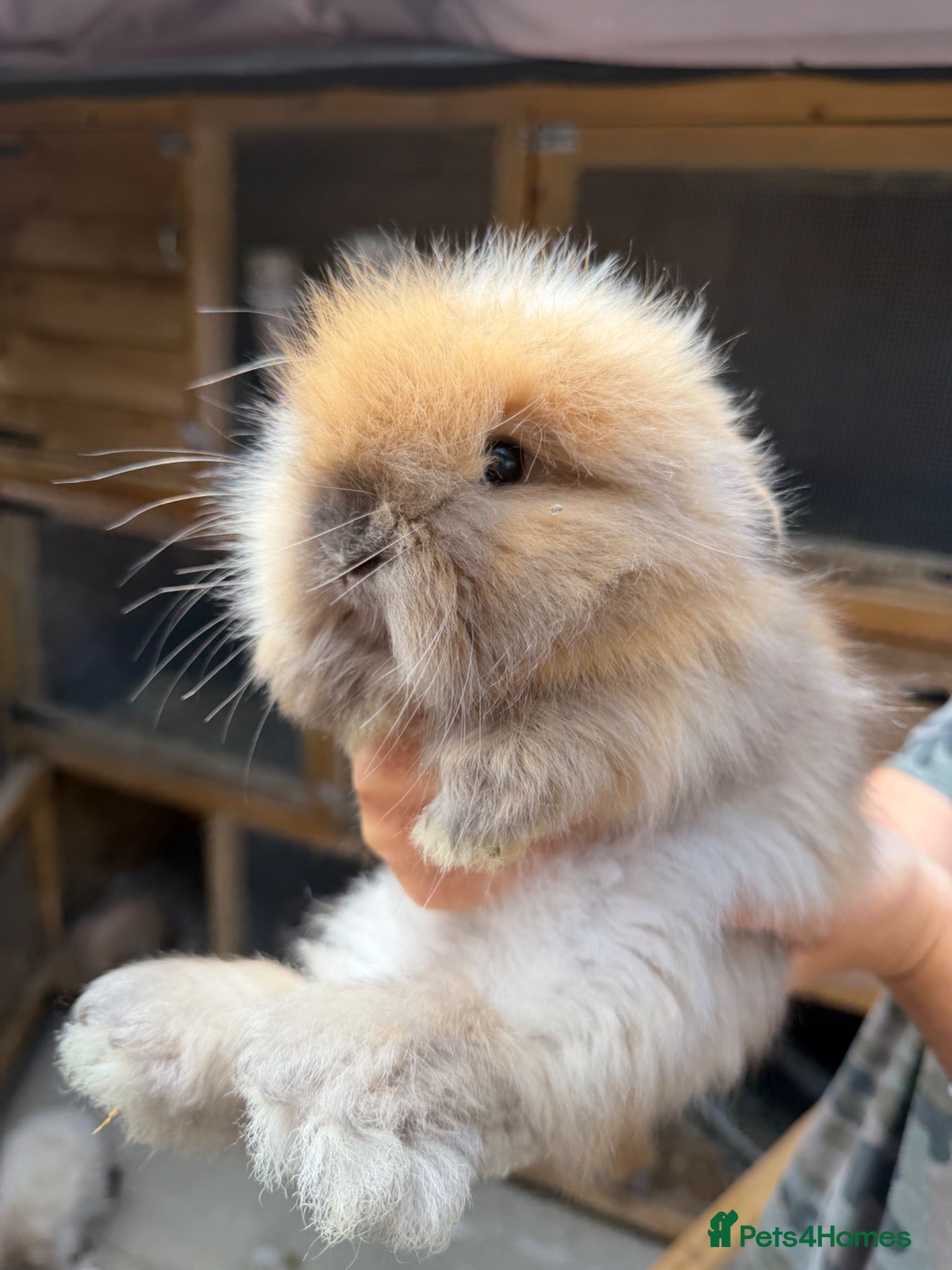Angora rabbits Angora - Advert 1