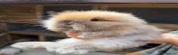 Angora rabbits for sale: Angora collection Ready - Advert 13