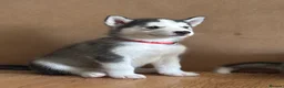 Siberian Husky dogs for sale: Siberian Huskey pups  - Advert 8