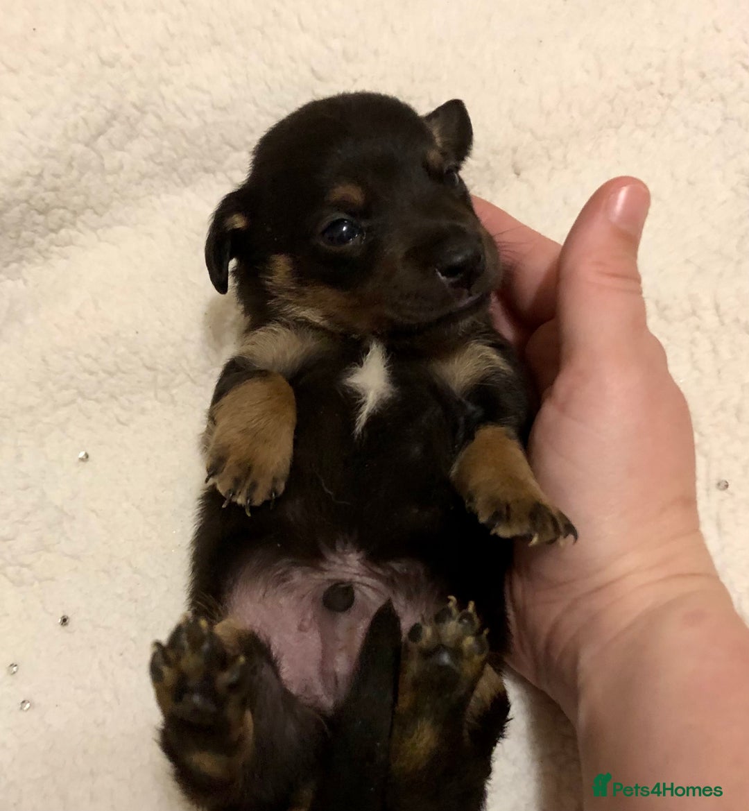 Mixed Breed dogs for sale: Mini Jackshund babies❣️Miniature dachshund x jack  - Advert 1