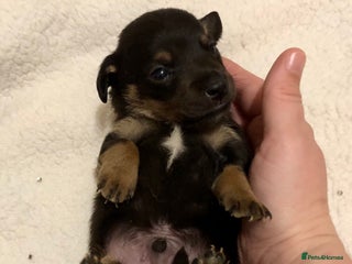 Mixed Breed dogs Mini Jackshund babies❣️Miniature dachshund x jack - Advert 4