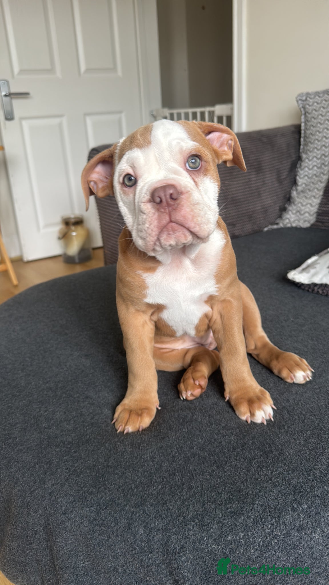 Old Tyme Bulldog dogs 1 Olde tyme bulldog pup left - Advert 6