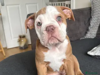 Old Tyme Bulldog dogs 1 Olde tyme bulldog pup left - Advert 6