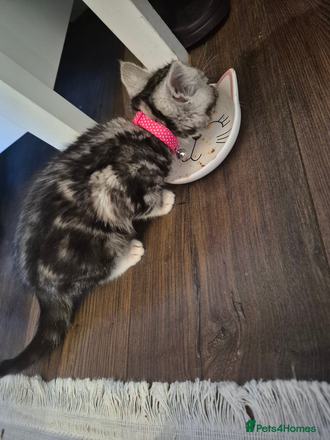 Domestic Shorthair cats for sale: Male Black silver tabby in Bootle - Advert 7