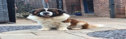 Saint Bernard dogs for stud: Outstanding KC reg saint Bernard for stud.  in Chester - Advert 5