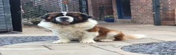 Saint Bernard dogs for stud: Outstanding KC reg saint Bernard for stud.  in Chester - Advert 5
