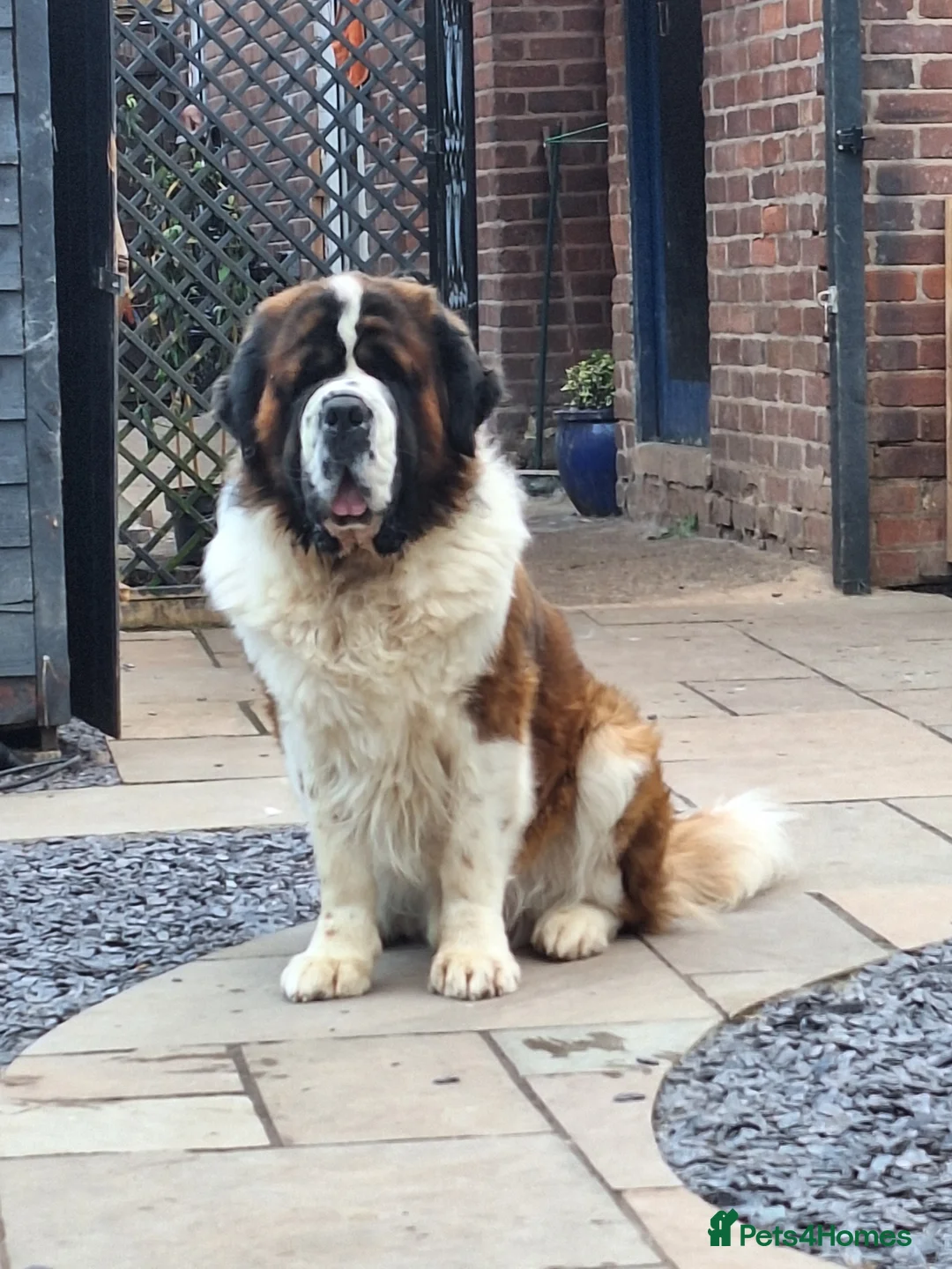 Saint Bernard dogs for stud: Outstanding KC reg saint Bernard for stud.  in Chester - Advert 5