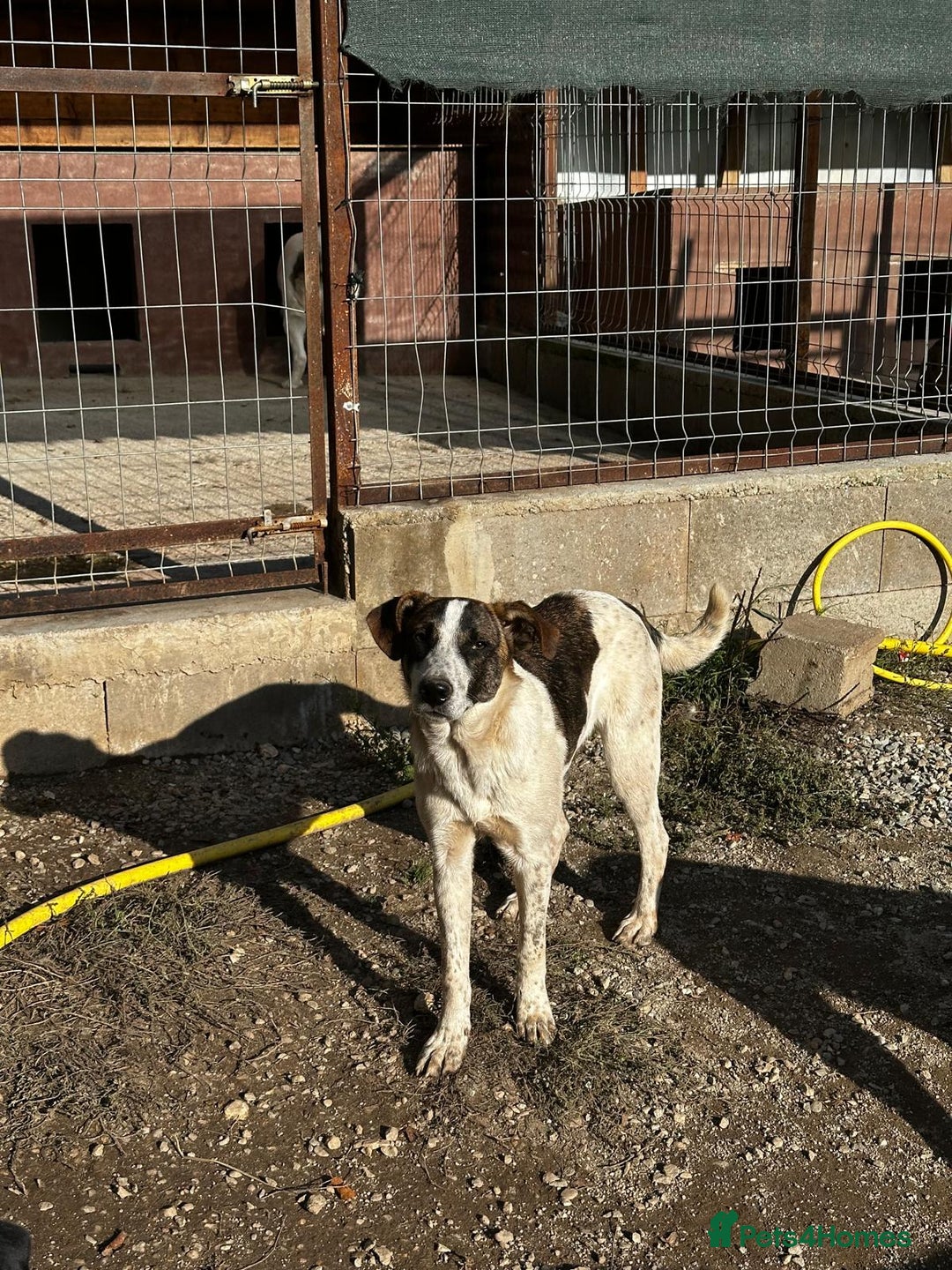 Mixed Breed dogs for adoption: Benson is looking for a dog friend! - Advert 10