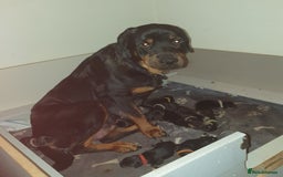 Rottweiler dogs for sale: Chunky big boned rottweilers  - Image 12