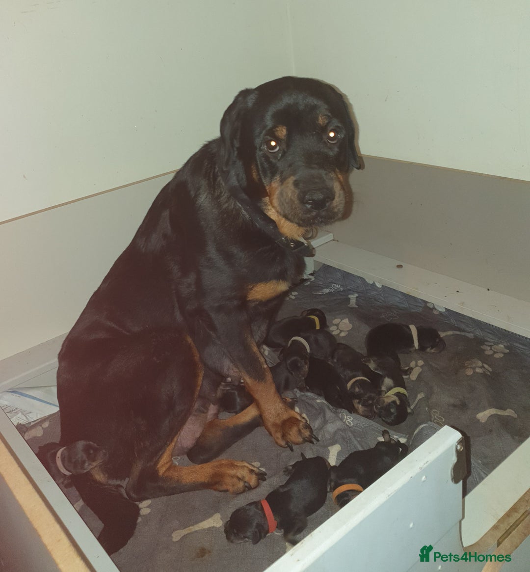 Rottweiler dogs for sale: Chunky big boned rottweilers  - Image 12