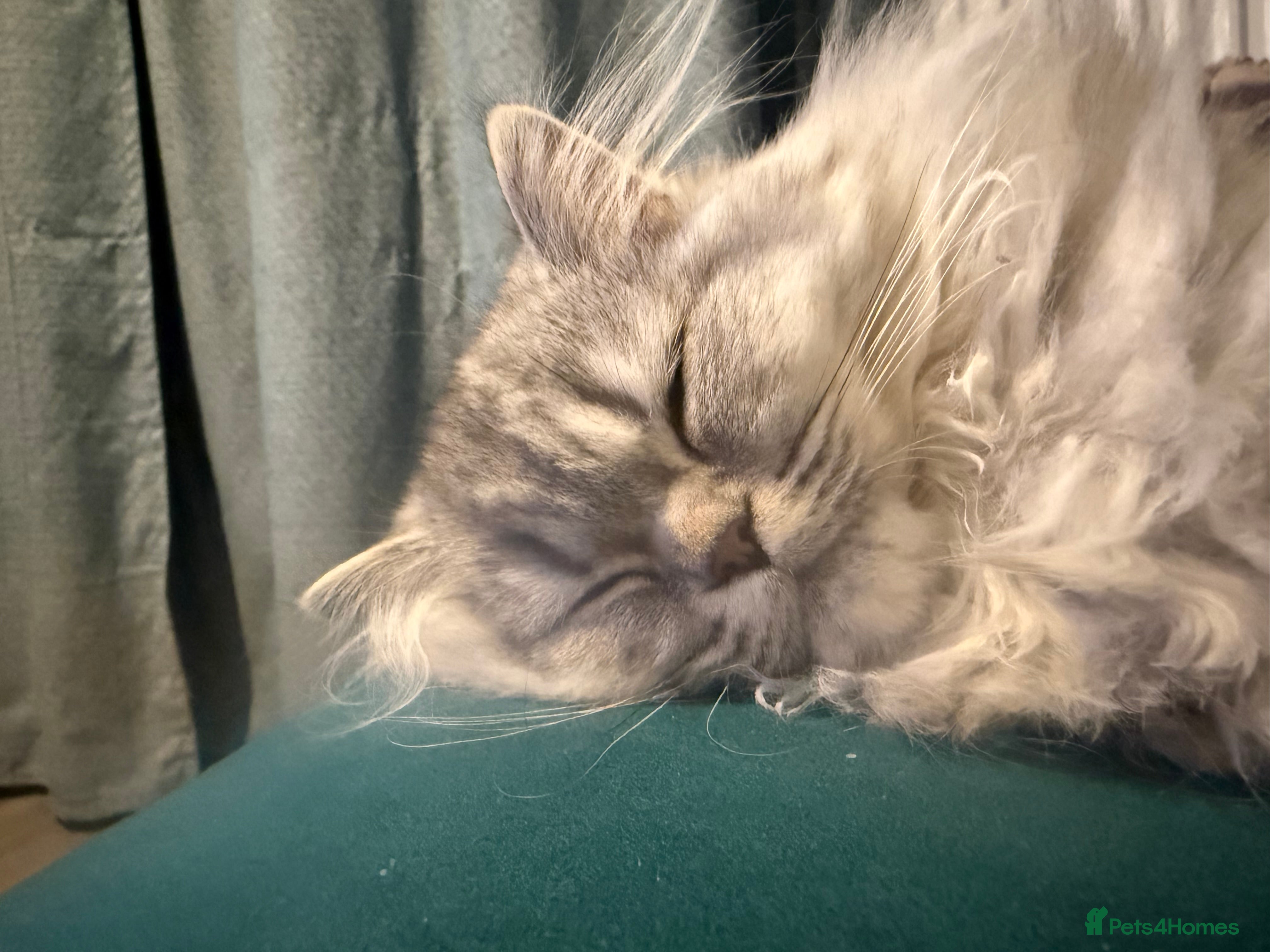 Scottish Fold cats Scottish Fold Kittens 🐾 - Advert 2