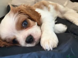Cavalier King Charles Spaniel dogs ONE BEAUTIFUL LITTLE BOY AVAILABLE - Advert 11