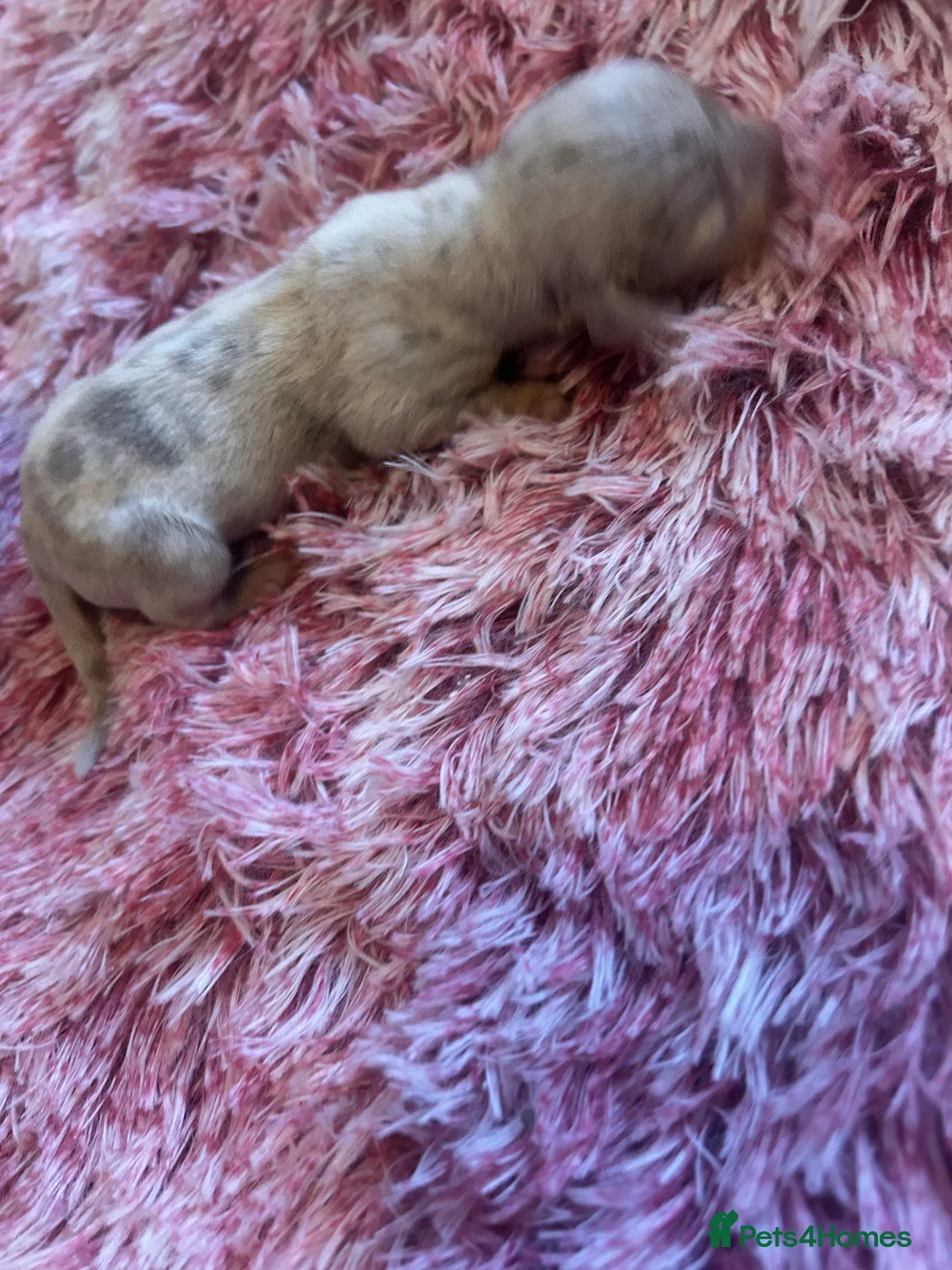 Miniature Dachshund dogs for sale: Stunning Dapple miniature dachshunds  - Advert 10