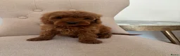 Cavapoo dogs for sale: F1 fox red CAVAPOO puppies  - Advert 9