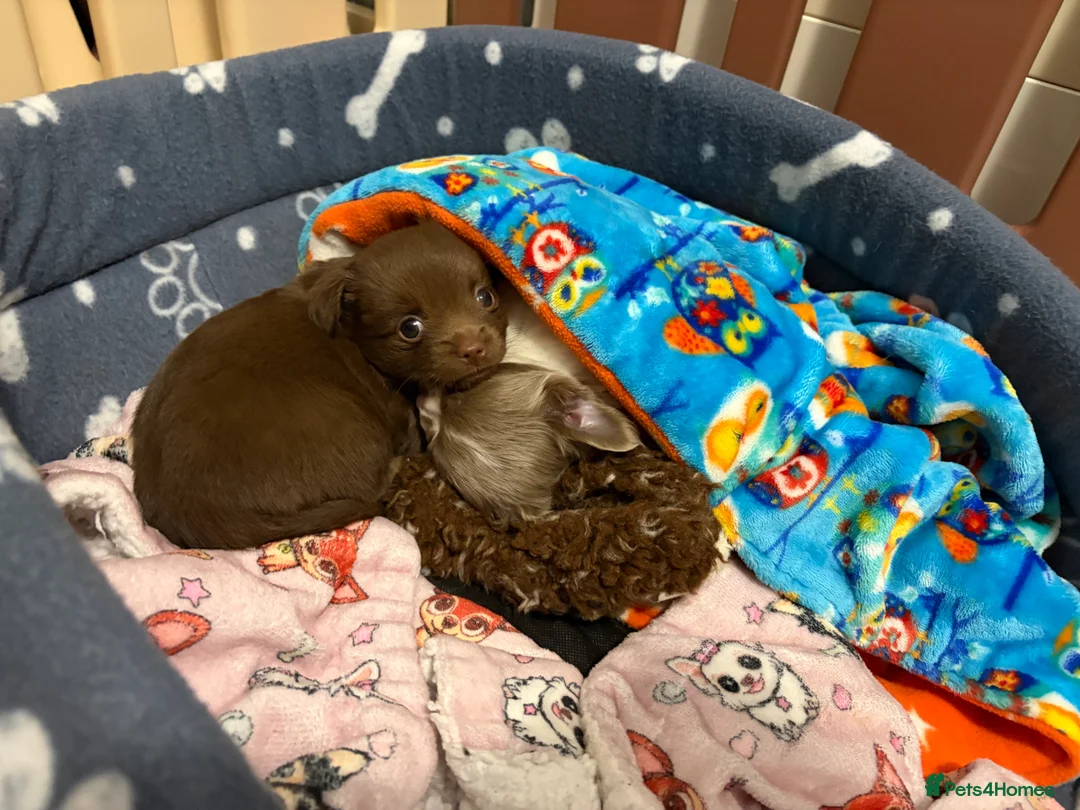 Chihuahua dogs for sale: One solid chocolate female chihuahua left!! ⭐️⭐️⭐️ - Advert 20