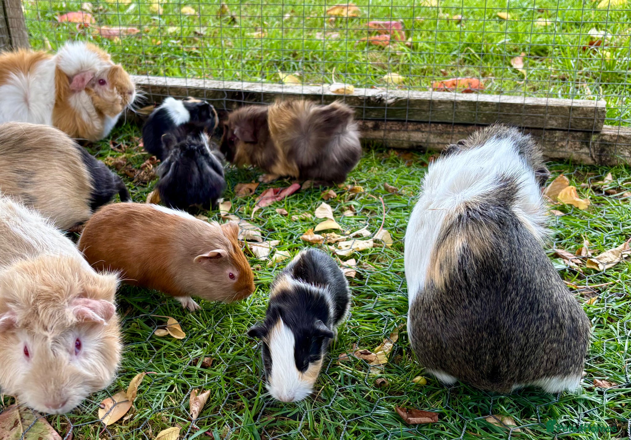Guinea Pig rodents for sale: Baby Guinea Pigs for sale  - Advert 7