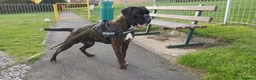 Boxer dogs for stud: KC Registered boxer for stud - Advert 4