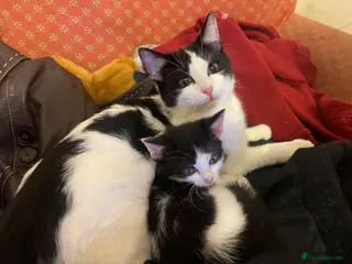 Mixed Breed cats Kittens ready - Advert 1