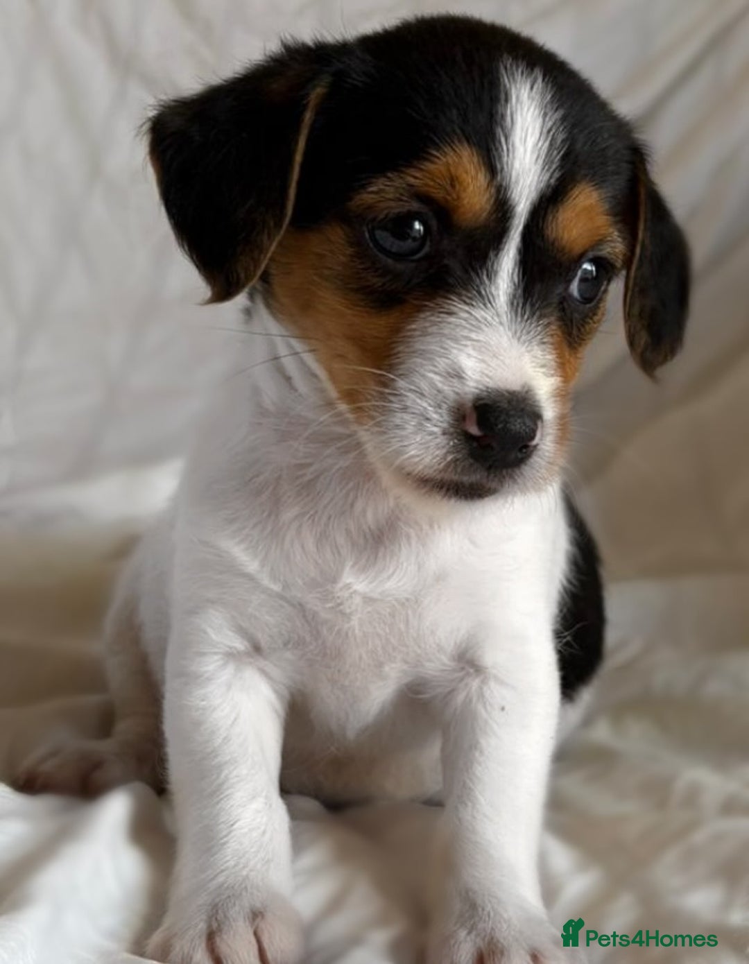 Jack Russell dogs for sale: Mini Jack Russell Terrier puppy - Image 8