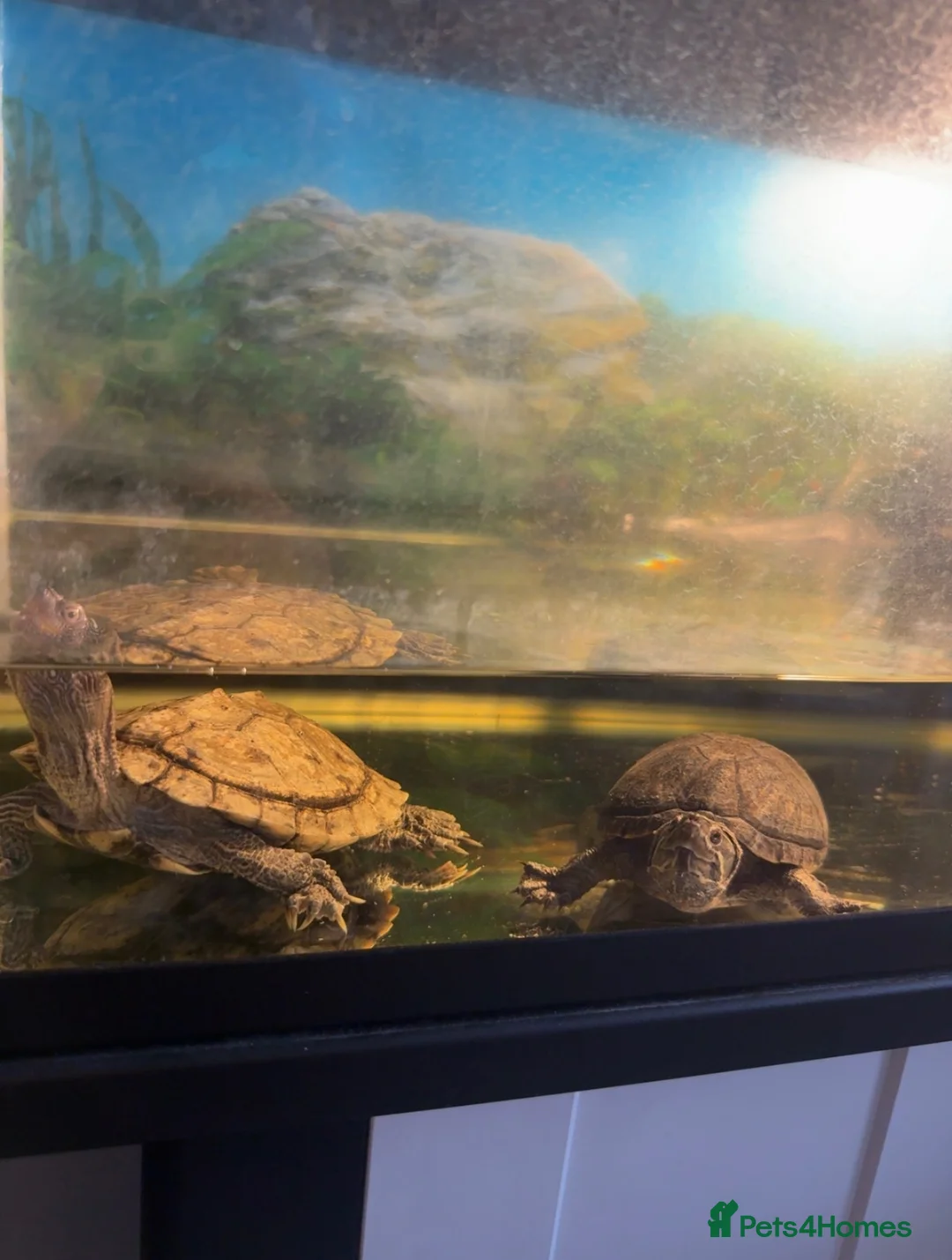 Turtle reptiles for sale: 2 Lovely Turtles- Map Turtle & Musk Turtle - Advert 2