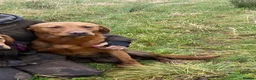 Labrador Retriever dogs for stud: Kc reg ftch stud - Advert 4