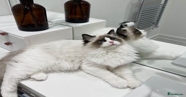 Ragdoll cats - Advert 11