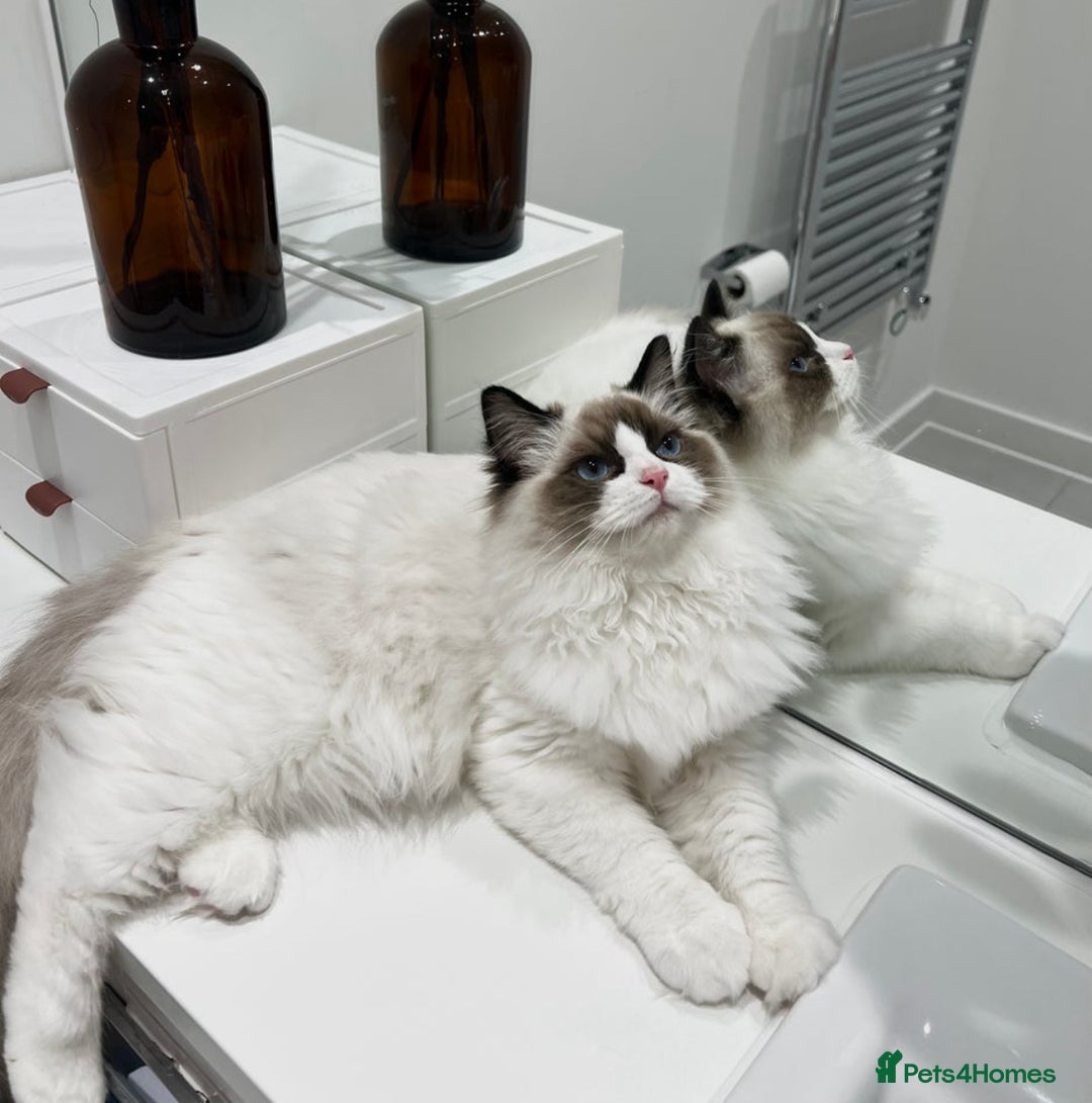 Ragdoll cats for sale: Last 2 Active boys, Champion blood - Image 2