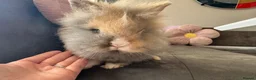 Lionhead rabbits for sale:  Double mane fluffy lion head  - Advert 6