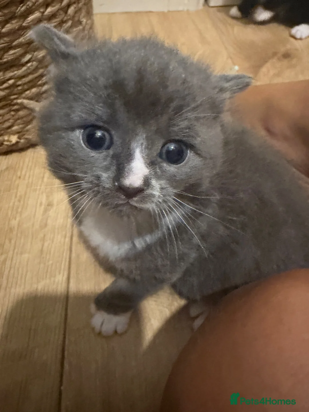 Mixed Breed cats for sale: Stunning fluffy chunky boy kitten grey and white - Advert 2