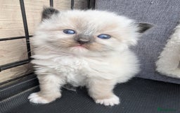 Ragdoll cats for sale: Ragdoll - home reared kittens - Image 22