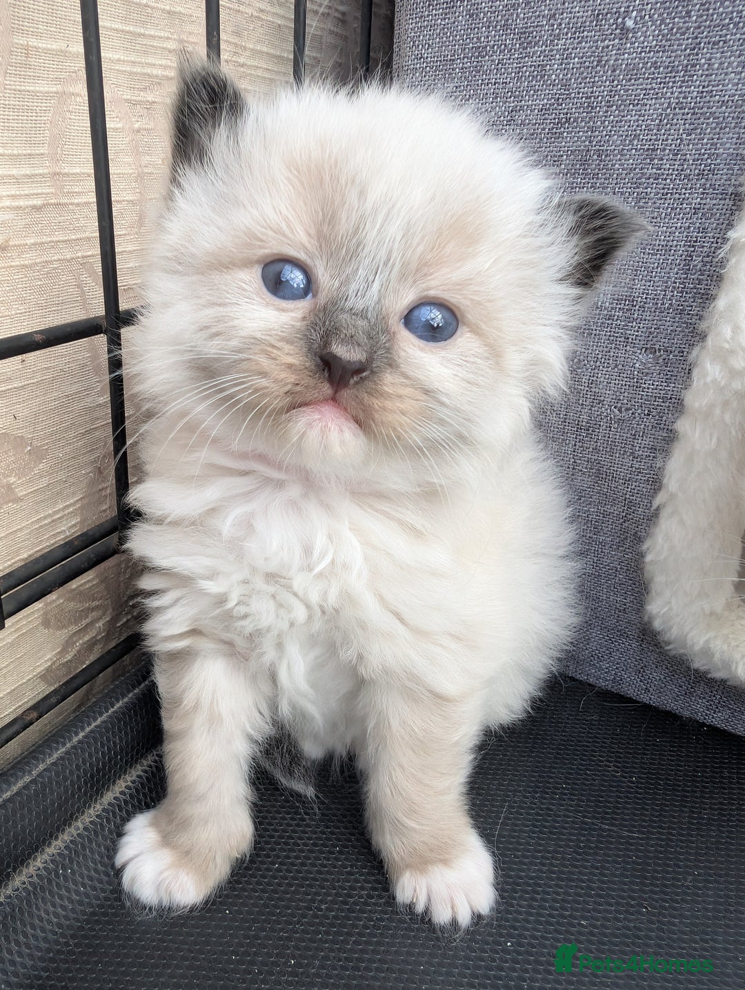 Ragdoll cats for sale: Ragdoll - home reared kittens - Image 22