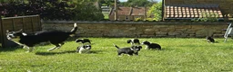 Mixed Breed dogs for sale: Sprollies  - Advert 21