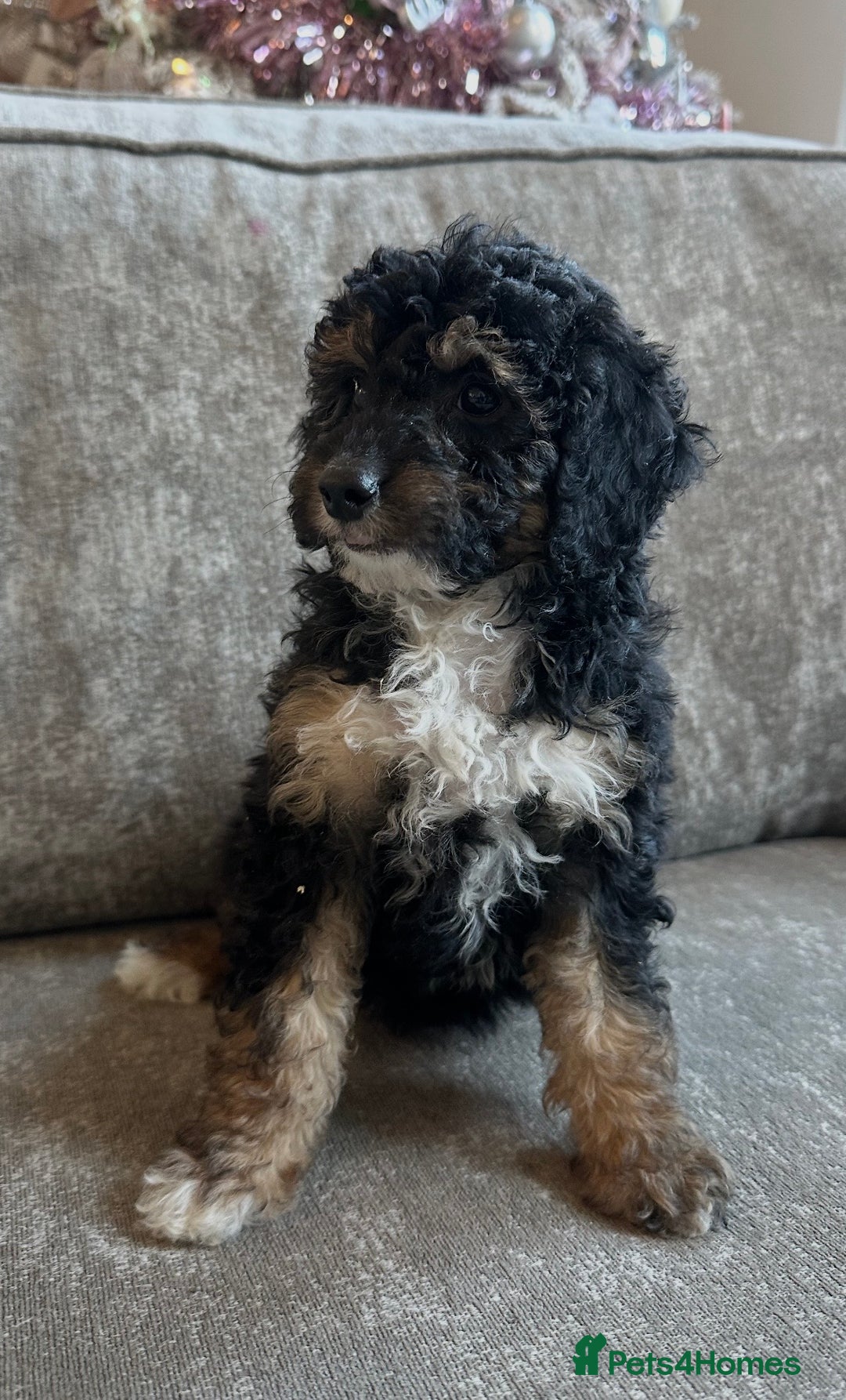 Cavapoo dogs for sale: Beautiful Cavapoos’s  - Advert 21