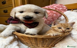 Golden Retriever dogs for sale: KC, Extensively Health tested Parents. Snow white - Image 25