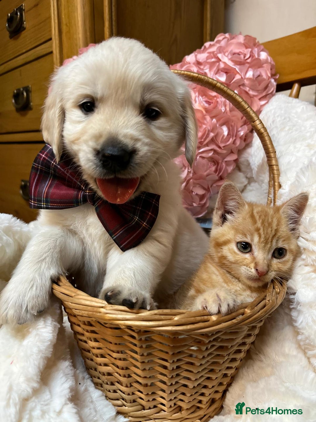 Golden Retriever dogs for sale: KC, Extensively Health tested Parents. Snow white - Image 25