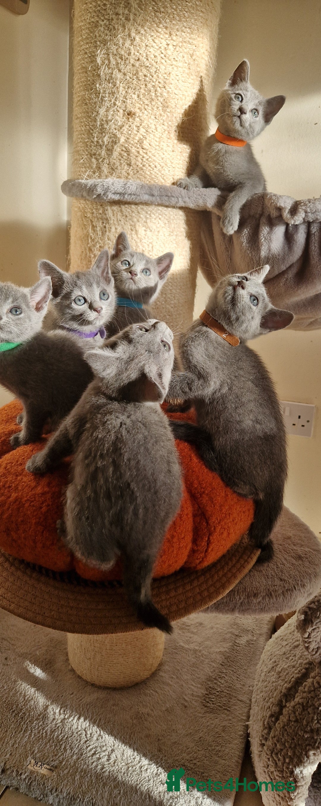Russian Blue cats for sale: Pure Russian Blue kittens 💙  - Image 5