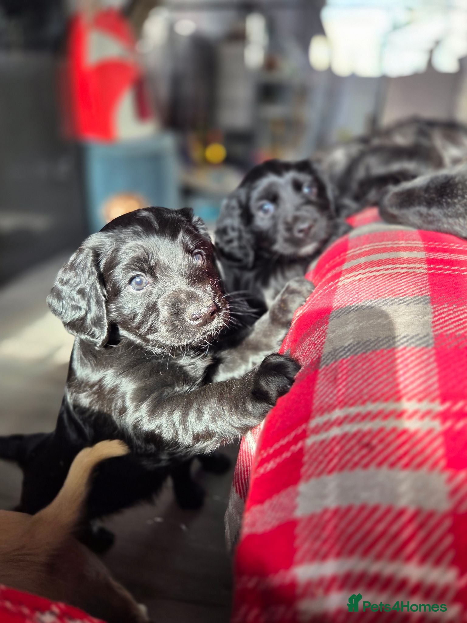 Mixed Breed dogs Field spaniel cross puppies kc Activity registered - Advert 1