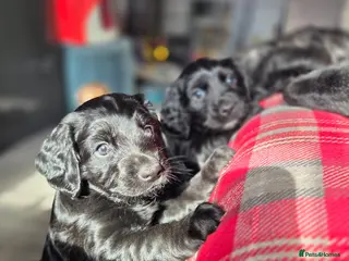 Mixed Breed dogs Field spaniel cross puppies kc Activity registered - Advert 1