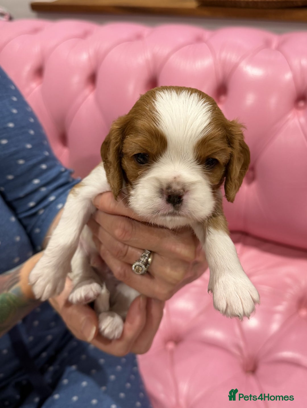 Cavalier King Charles Spaniel dogs for sale: Cavalier King Charles Spaniel puppies - Advert 8
