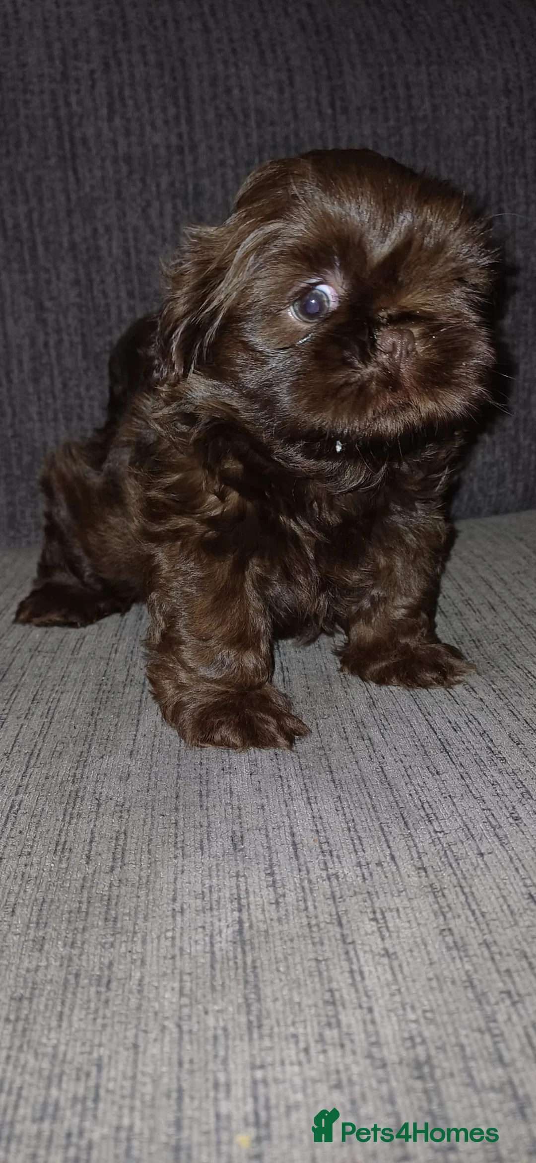 Shih Tzu dogs for sale: KC Reg Full imperial Shih tzu. - Advert 4