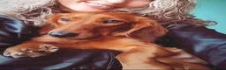 Dachshund dogs for sale: Pra clear 5 beautiful LH Dachshund puppies💗💗💗 - Advert 10