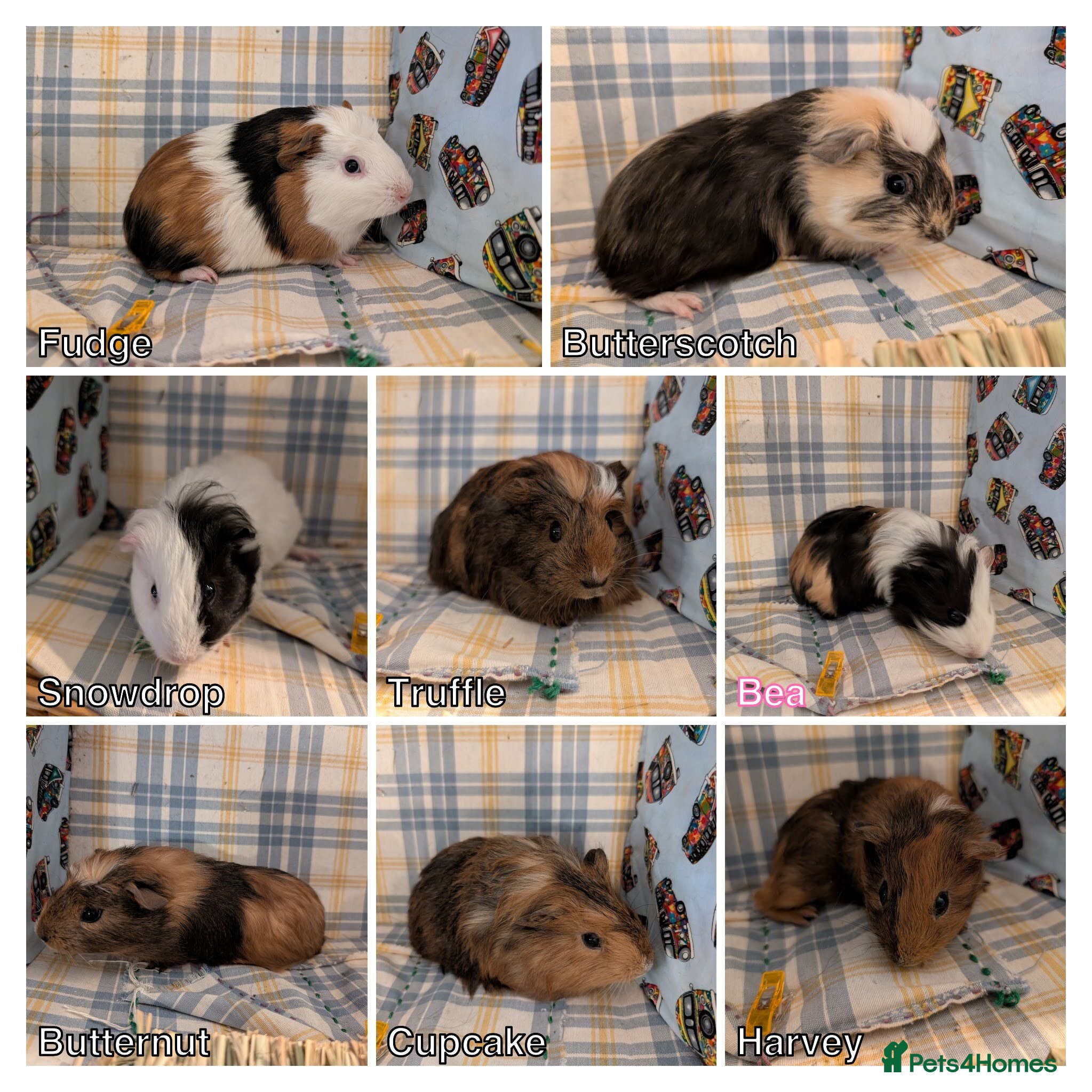 Guinea Pig rodents Guinea pigs - Advert 1