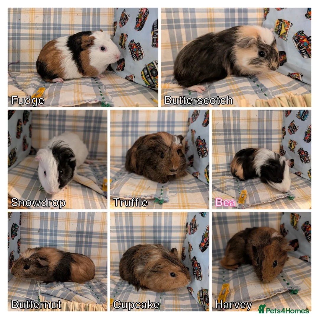 Guinea Pig rodents for sale: 8 Guinea pigs, 8 week old - Advert 1