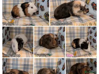 Guinea Pig rodents for sale: 8 Guinea pigs, 8 week old - Advert 2