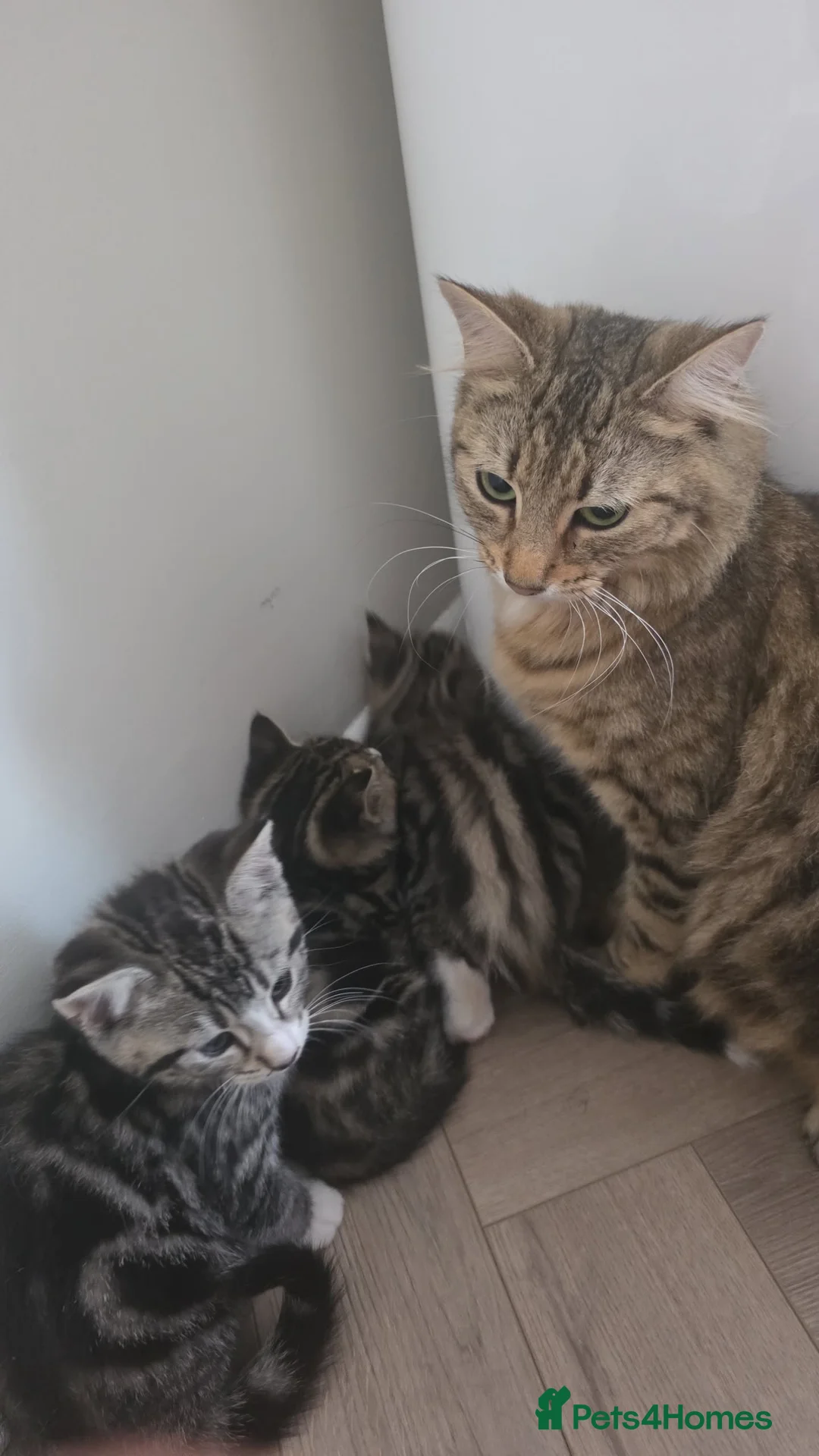 Mixed Breed cats for sale: Three Adorable Female Kittens  - Advert 2