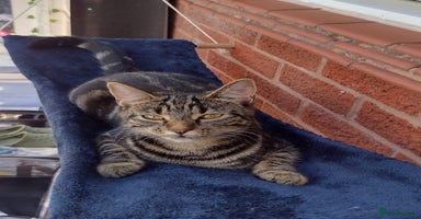 Bengal cats Zeus Jr and Kathleen - Advert 1