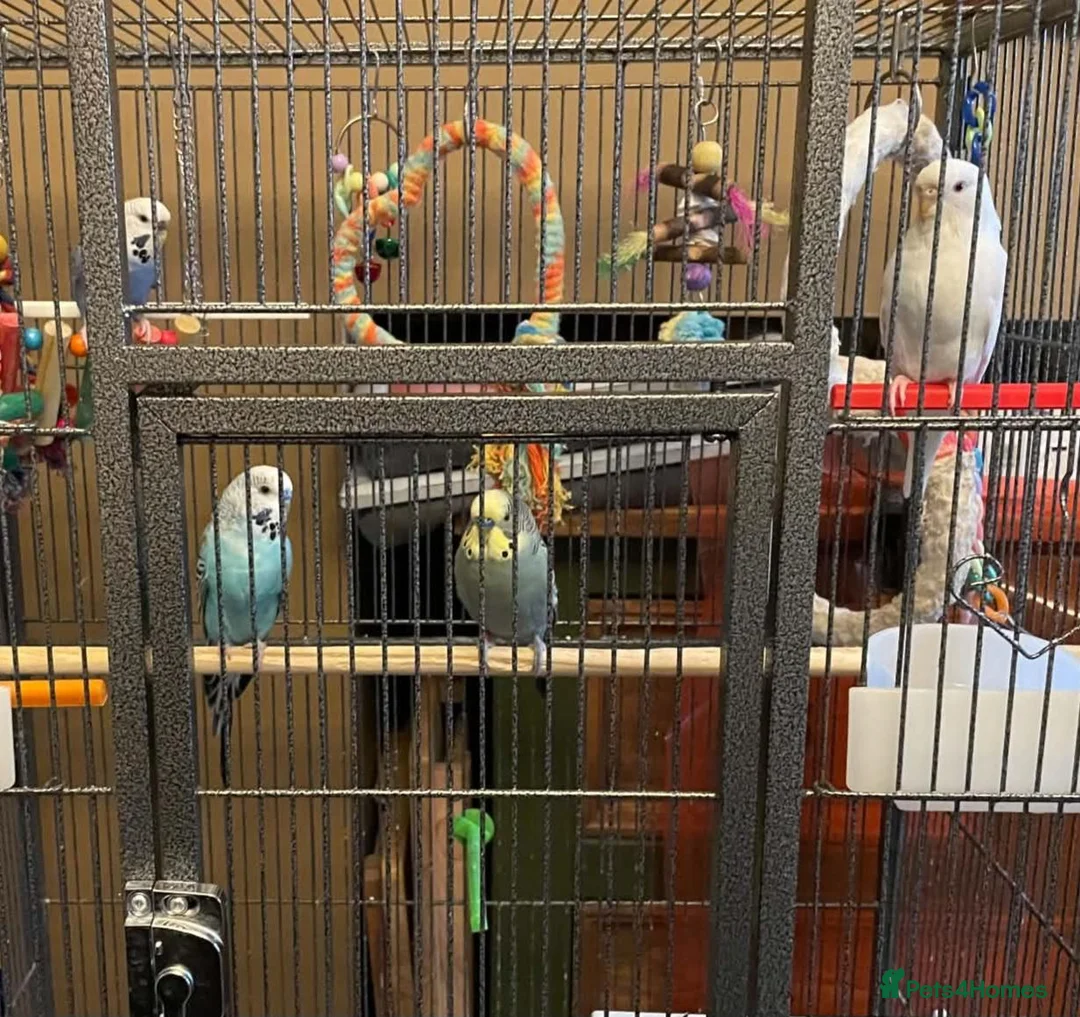 Budgerigars birds for sale: Cage & 4 budgies - Advert 11