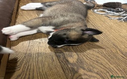 Akita dogs for sale: Akita Puppies for Sale - Advert 5