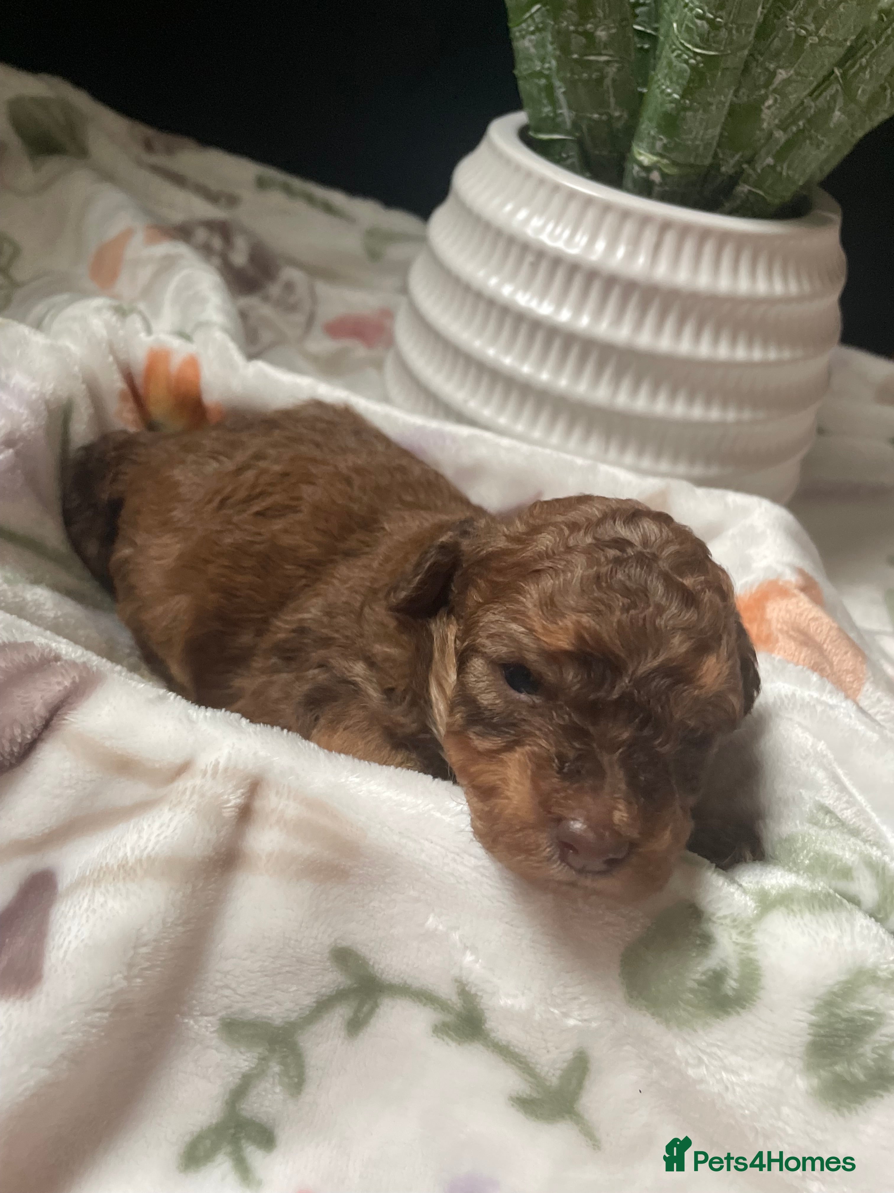 Mixed Breed dogs F1b cockerpoo - Advert 8