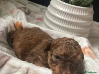 Mixed Breed dogs F1b cockerpoo - Advert 8